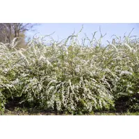 Pflanzen Für Dich Spiraea thunbergii, Thunbergs Spiere, weiß, 40–60