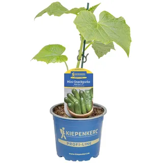 Kiepenkerl Snack-Gurke Mine-Star veredelt Cucumis sativus F1 süß kompakt 12cm Topf 4er Set 4 Pflanzen