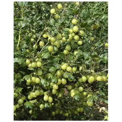 Ribes uva-crispa 'Hinnonmäki gelb', Stachelbeere, gelb, 60 cm Stammhöhe