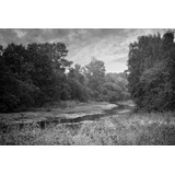 Papermoon Fototapete »Wald Schwarz & Weiß«, Vliestapete, hochwertiger Digitaldruck, inklusive Kleister