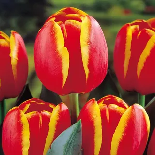 Darwin Hybrid Tulpe Worlds Favourite - 10 blumenzwiebeln