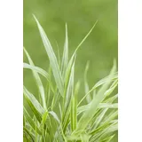 Pflanzen Für Dich Hakonechloa Macra Strip It Rich Japanisches Berggras Ca. 11x11 cm Topf