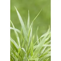 Pflanzen Für Dich Hakonechloa Macra Strip It Rich Japanisches Berggras Ca. 11x11 cm Topf