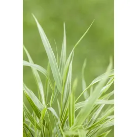 Pflanzen Für Dich Hakonechloa Macra Strip It Rich Japanisches Berggras Ca. 11x11 cm Topf