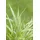 Pflanzen Für Dich Hakonechloa Macra Strip It Rich Japanisches Berggras Ca. 11x11 cm Topf