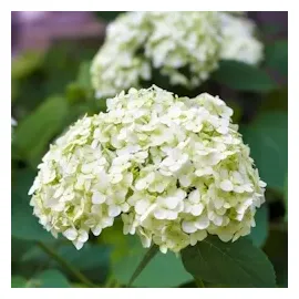 Plant in a Box - Hydrangea macrophylla - 3er Mischung Höhe 25-40cm