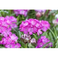 Pflanzen Für Dich Armeria maritima 'Splendens', Grasnelke, rosa, ca.