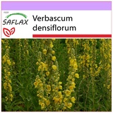 Saflax - Heilpflanzen - Großblumige Königskerze - 500 Samen - Verbascum densiflorum