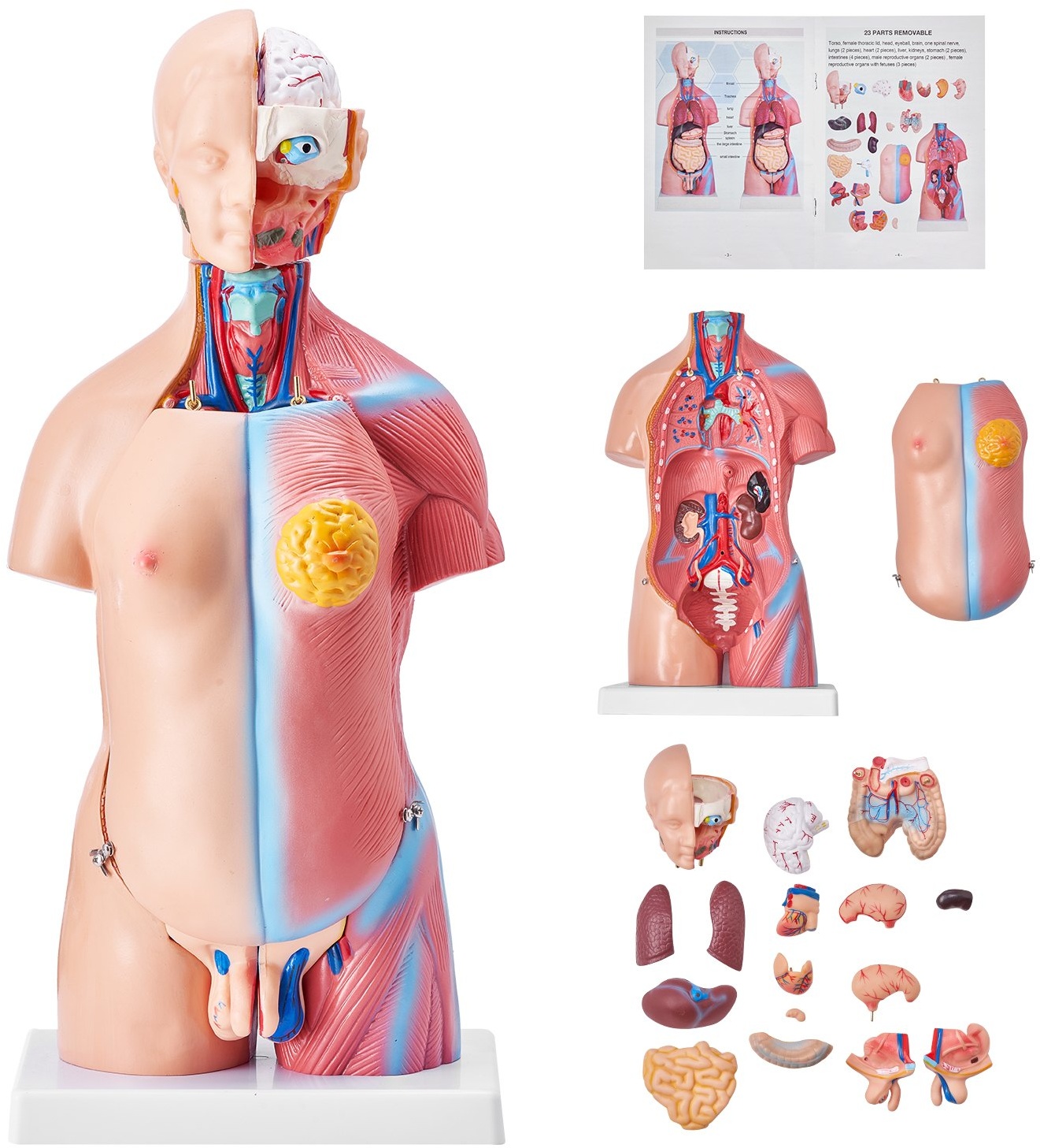 VEVOR Menschliches Körpermodell, 23 Teile 455 mm, Menschlicher Torso Anatomie Modell Unisex Anatomisches Skelett Modell mit Abnehmbaren Organen, Pädagogisches Lehrmittel für Studenten, Lehrvorführung