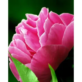 YODEYMA Seduccion Eau de Parfum 100 ml