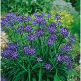 Pflanzen Für Dich Phyteuma scheuchzeri p 0,5