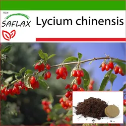 SAFLAX - Goji-Beere - 200 Samen - Mit Topfsubstrat für eine bessere Kultivierung - Lycium chinensis