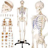 Tectake tectake® Skelett, lebensgroß und detailgetreu, farblich markierte Bereiche, inklusive Anatomieposter