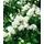 Pflanzen Für Dich Philadelphus Schneesturm Duftjasmin Weiß 60–80 cm