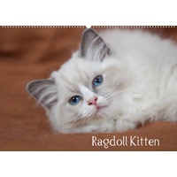 Calvendo Ragdoll Kitten (Wandkalender 2023 DIN A2 quer)