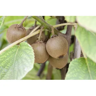 Pflanzen Für Dich Actinidia chinensis 'Boskoop', Kiwi, 60–100 cm