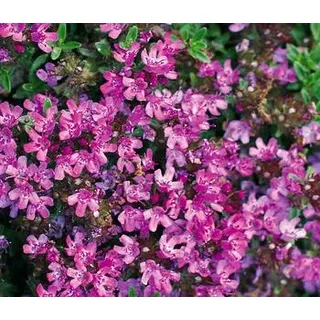 Bodendecker-Thymian, Rosa, Pink
