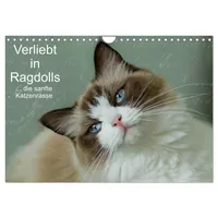 Calvendo Verliebt in Ragdolls ... die sanfte Katzenrasse (Wandkalender
