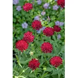 PlantaPro Knautia macedonica 'Mars Midget' 9x9 cm Topf – Winterhart, Mehrjährig, Pflegeleicht – Mazedonische Witwenblume – Staude für Beet & Rabatte