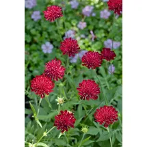 PlantaPro Knautia macedonica 'Mars Midget' 9x9 cm Topf – Winterhart, Mehrjährig, Pflegeleicht – Mazedonische Witwenblume – Staude für Beet & Rabatte