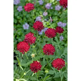 PlantaPro Knautia macedonica 'Mars Midget' 9x9 cm Topf – Winterhart, Mehrjährig, Pflegeleicht – Mazedonische Witwenblume – Staude für Beet & Rabatte