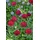 PlantaPro Knautia macedonica 'Mars Midget' 9x9 cm Topf – Winterhart, Mehrjährig, Pflegeleicht – Mazedonische Witwenblume – Staude für Beet & Rabatte