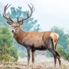 HARO Hirschtalg forte Creme 100 ml