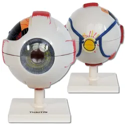 Das menschliche Auge - Modell