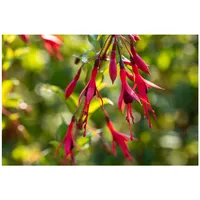 Pflanzen Für Dich Fuchsia magellanica 'Gracilis', Fuchsie, zweifarbig, 30–40