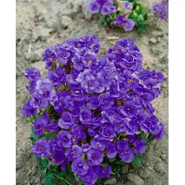 PlantaPro Aubrieta x cultorum 'Sauerland' 9x9 cm Topf – Winterhart, Immergrün, Pflegeleicht – Blaukissen – Bodendecker für Steingarten & Beetkante