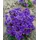 PlantaPro Aubrieta x cultorum 'Sauerland' 9x9 cm Topf – Winterhart, Immergrün, Pflegeleicht – Blaukissen – Bodendecker für Steingarten & Beetkante