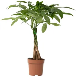 Plant in a Box Glückskastanie - Pachira Aquatica Höhe 60-70cm