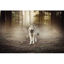 PAPERMOON Fototapete „Wolf im Wald“ Tapeten Gr. B/L: 5,00 m x 2,80 m, Bahnen: 10 St., bunt Fototapeten
