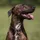 Kieffer Ultrasoft Hundehalsband Braun 60cm
