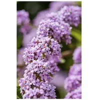 Pflanzen Für Dich Buddleja alternifolia, Schmetterlingsflieder, 100–125 cm