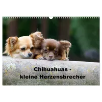Calvendo Chihuahuas - kleine Herzensbrecher (Wandkalender 2026 DIN A3