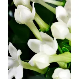 YODEYMA Platinum Eau de Parfum 100 ml