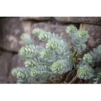 Pflanzen Für Dich Euphorbia myrsinites p 0,5
