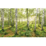 KOMAR Fototapete Vlies Birch Trees 400 x 250 cm