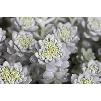 Pflanzen Für Dich Sedum spathulifolium 'Cape Blanco' silbergrau, ca.