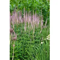 Pflanzen Für Dich Veronicastrum virginicum Roseum rosa, ca. 9x9