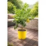 Buddhas Hand Pflanze 70-100 cm – Citrus medica sarcodactylis – Zitronenbaum mit aromatischer Frucht – Exotische Rarität für Balkon & Garten
