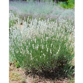 Pflanzen Für Dich Lavandula angustifolia Nana Alba', Lavendel, ca. 9x9 cm Topf
