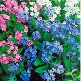 Philipp Klein GmbH Vergissmeinnicht Saat - Myosotis alpestris- ca. 500 Samen