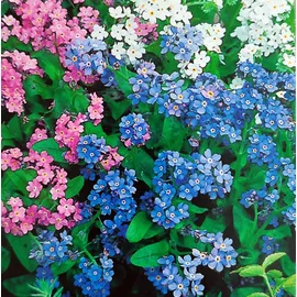 Philipp Klein GmbH Vergissmeinnicht Saat - Myosotis alpestris- ca. 500 Samen