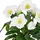 Creativ green Kunstblume CREATIV GREEN "Christrose", weiß, H:31cm, Polyester, Kunstpflanzen, mit üppiger Blütenpracht