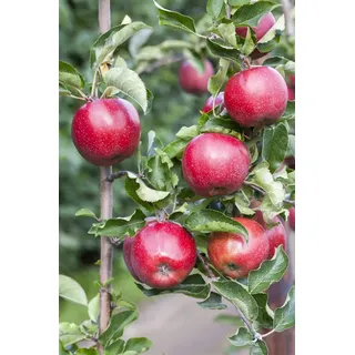 Pflanzen Für Dich Malus domestica 'Florina', Apfelbaum, 150–200 cm