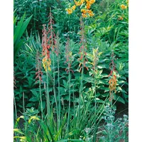Pflanzen Für Dich Phygelius capensis, Kapfuchsie, rotblühend, ca. 9x9
