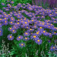 Pflanzen Für Dich Aster tongolensis Napsbury violett, ca. 9x9
