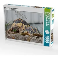 Calvendo Puzzle Fritz und Willi Zwei Schildkröten 1000 Teile